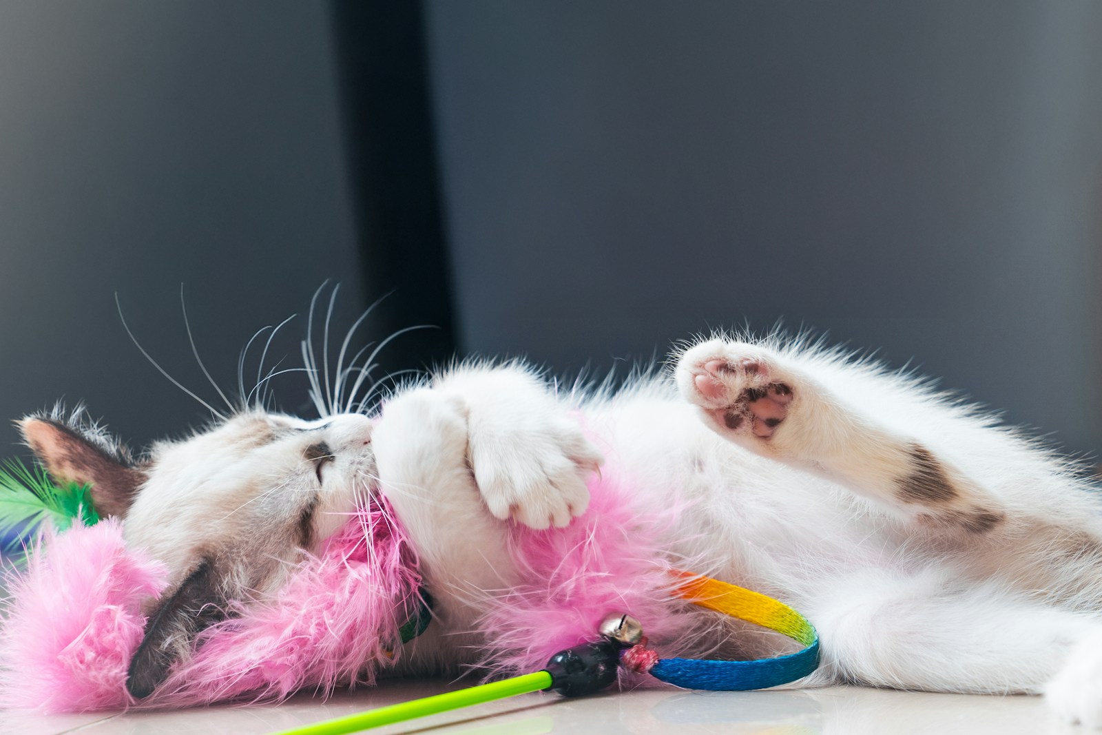 A kitten playfully relaxes with its toy.